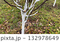 Autumn whitewashing of young tree trunks 132978649