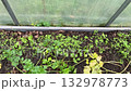 Cover crops planted inside greenhouse soil 132978773