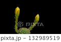 Time lapse video of cactus flower plant, in the style of black background. 132989519