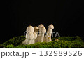Macro shot time lapse of mushroom development, capturing organic growth and natural beauty. 132989526