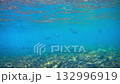Smallspotted dart and needlefish over coral reef near Borneo 132996919