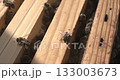 Worker bees on honeycombs. Super Slow Motion. Close-up 133003673