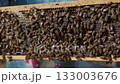 Releasing honeycombs from the bees. Slow motion 133003676