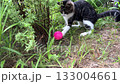 A charming black and white cat is playing cute on a green grass with a pink ball. 133004661