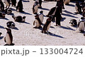 Colony of African penguins bask in the sun on a sandy beach on a spring morning. 133004724