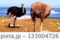 Two ostriches feed on the Atlantic Ocean shore at the Cape of Good Hope. 133004726
