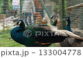 A group of Beautiful Peacocks are walking in an enclosure in a zoo. Visitors to the zoo look at a group of beautiful peacocks strolling in the enclosure 133004778