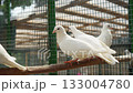 Beautiful white pigeons in their cage in a dovecote during a warm morning sitting on a stick and one of them poops. Dovecote with beautiful white pigeons 133004780