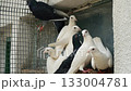 Close up view of beautiful white pigeons are seen in their cage during a warm morning. 133004781