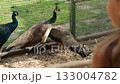 A group of Beautiful Peacocks are walking in an enclosure in a zoo. Visitors to the zoo look at a group of beautiful peacocks strolling in the enclosure 133004782