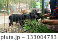 Black mini pigs eat grass from children's hands through a net. Feeding pigs on the farm. The concept of animal husbandry and pig breeding. Children feed grass to mini pigs on the farm 133004783