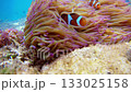 Anemones and Clownfish Underwater in Borneo, Malaysia 133025158