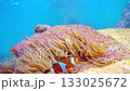 Anemones and Clownfish Underwater in Borneo, Malaysia 133025672