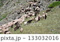 A herd of white sheep in the mountains 133032016