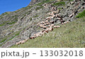Scene featuring sheep flock goes to mountain for grazing  133032018