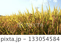 Rice swaying in the wind during harvest season. Variety: Tsuyahime 133054584