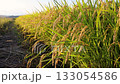 Rice swaying in the wind during harvest season. Variety: Tsuyahime 133054586