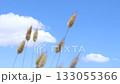風中搖曳的草 133055366