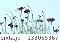 藍天下，矢車菊隨風搖曳 133055367