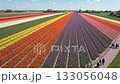春天色彩繽紛的鬱金香花田空拍畫面 133056048