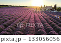 無人機空拍畫面展現了一片廣闊的紫色薰衣草田。 133056056