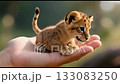 A tiny baby lion cub sits in a gentle hand, its curious eyes gleaming in soft light, capturing innocence, trust, and the beauty of wildlife connection. 133083250