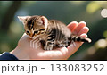 A small kitten resting in a gentle hand, bathed in warm light, expressing innocence, tenderness, and trust. 133083252