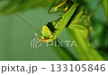 Mantis Religiosa close-up calmly movements 133105846