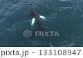 Aerial view of a whale in deep blue ocean waters near Iceland, showing ripples and a disturbance with white foam, suggesting marine life activity below. 133108947
