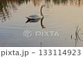 Swan on Calm Water in Soft Afternoon Light 133114923