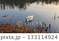 Swan on Calm Water in Soft Afternoon Light 133114924