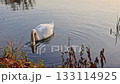 Swan on Calm Water in Soft Afternoon Light 133114925