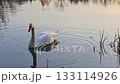 Swan on Calm Water in Soft Afternoon Light 133114926