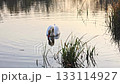 Swan on Calm Water in Soft Afternoon Light 133114927