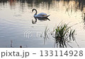 Swan on Calm Water in Soft Afternoon Light 133114928