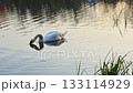 Swan on Calm Water in Soft Afternoon Light 133114929