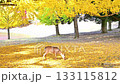 Autumn's Nara Park and Deer 133115812