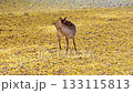 Autumn's Nara Park and Deer 133115813