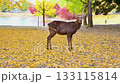 Autumn's Nara Park and Deer 133115814