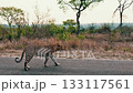 Male leopard walks along a road in Kruger Park. 133117561