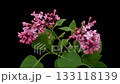 Lilac branch opening timelapse on black 133118139