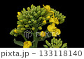 Rapeseed blossom timelapse on black 133118140
