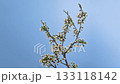 Blackthorn tree blossom timelapse on blue 133118142