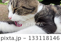 adorable grey cat sitting on porch and licking and washing itself paw by tongue sunlight background 133118146