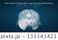Healthy Basal Ganglia Motor Circuit in Coronal Brain View 133141421