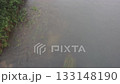 雨後の川辺に揺れる水草の季節感ある風景 133148190
