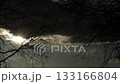 Clouds at sunset with a dry tree 133166804