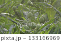 Artichokes in a agricultural plantation - Cynara scolymus 133166969