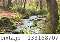 Autumn in the Kitanizawa mountain stream of Oku-Daisen, Tottori Prefecture 133168707