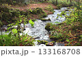Autumn in the Kitanizawa mountain stream of Oku-Daisen, Tottori Prefecture 133168708